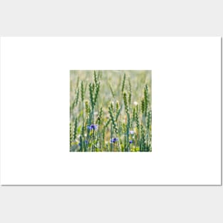 Cornflowers in a wheat field Posters and Art